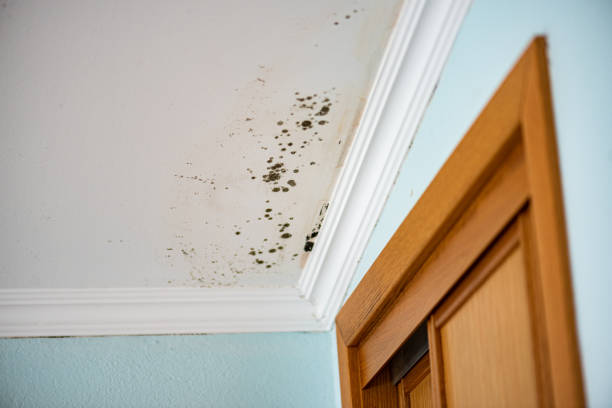 Best Basement Mold Remediation in Batavia, NY